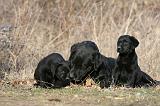 LABRADOR 1113